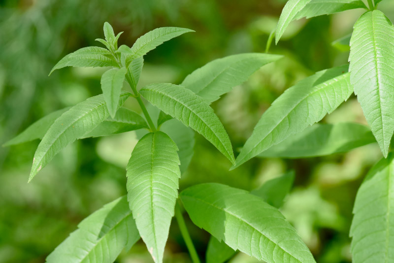 verbena plant leaf