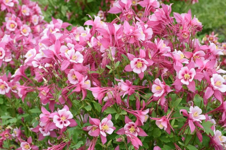 Aquilegia coerulea Kirigami Rose & Pink (Columbine)