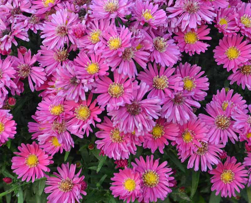 Aster novae-angliae 'KICKIN Carmine Red' (New England Aster)