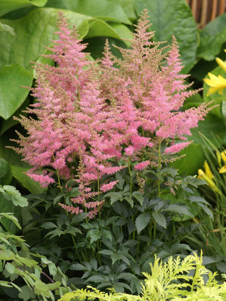 Astilbe 'Peach Blossom' (Japonica Hybrid)