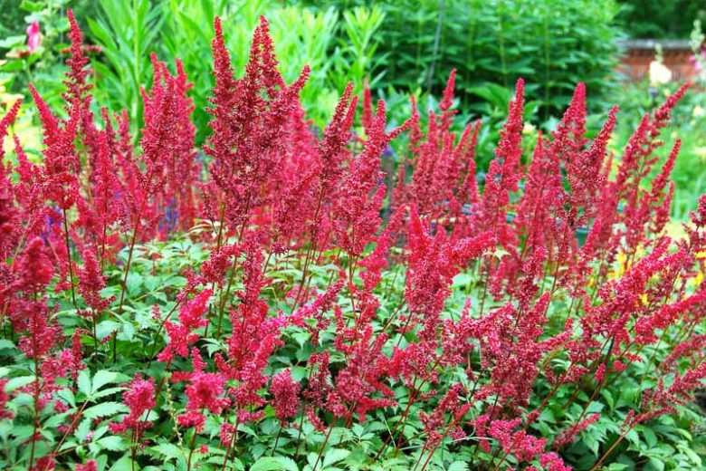 Astilbe 'Fanal' (Arendsii Hybrid)