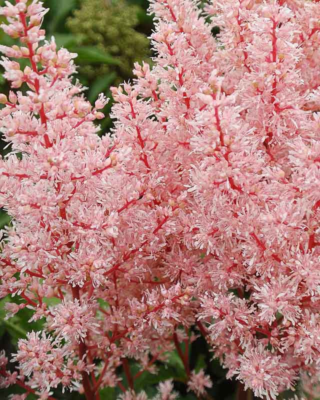 Astilbe 'Peach Blossom' (Japonica Hybrid)