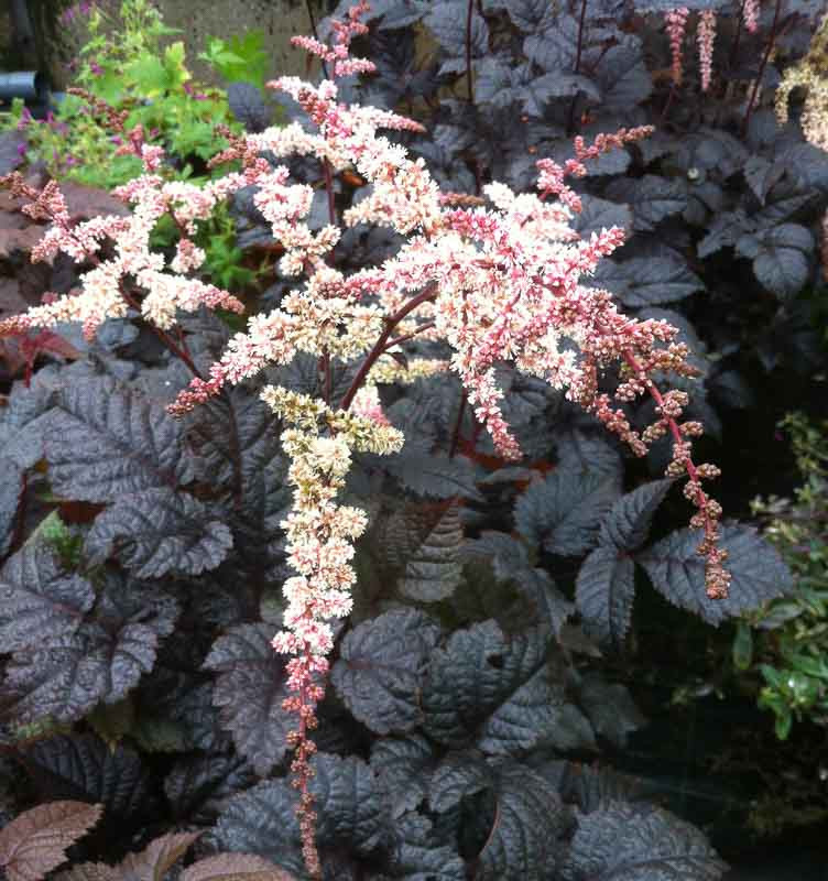 Astilbe thunbergii 'Chocolate Shogun