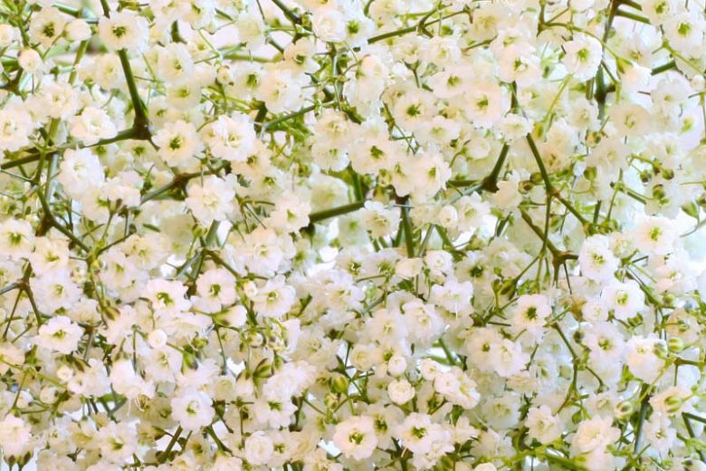 Soft and sweet, just like a Baby's Breath - CGTN