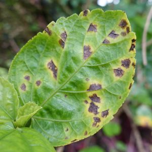 Leaf Spot Diseases: Identify, Prevent and Treat them