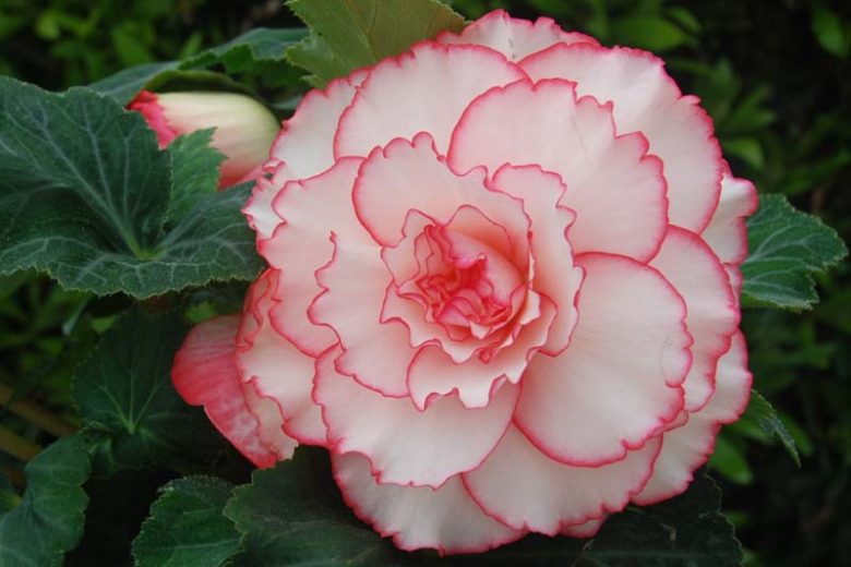 Begonia 'Picotee White-Pink'