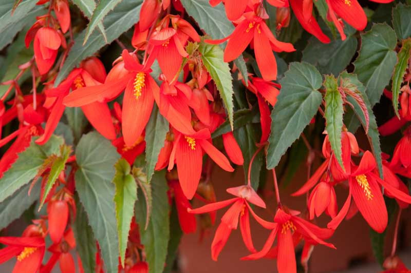 Begonia boliviensis Santa Cruz