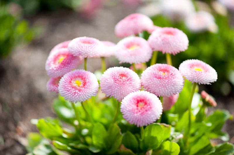 How to Grow and Care for English Daisy