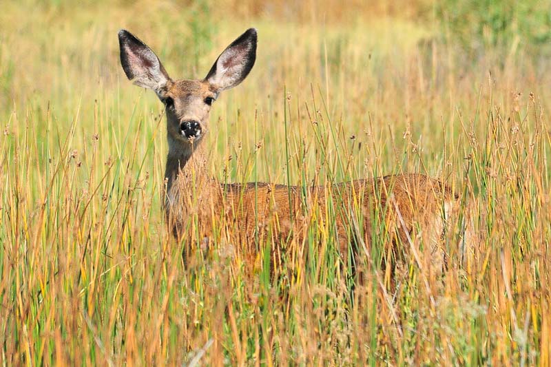 Garden Deer - treatment and control