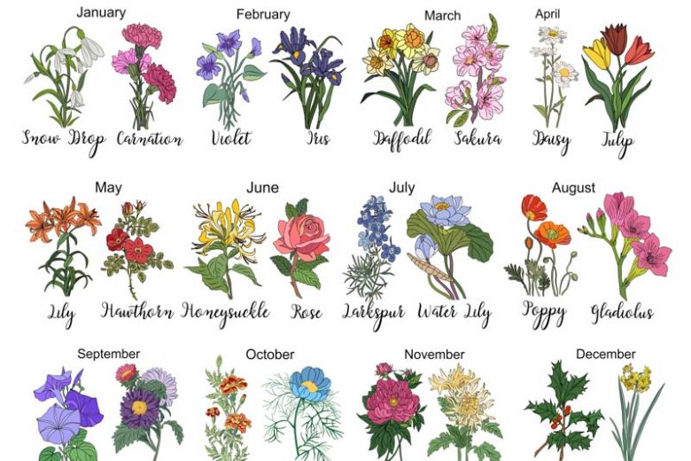 Flower Names - Learn with Examples for Kids