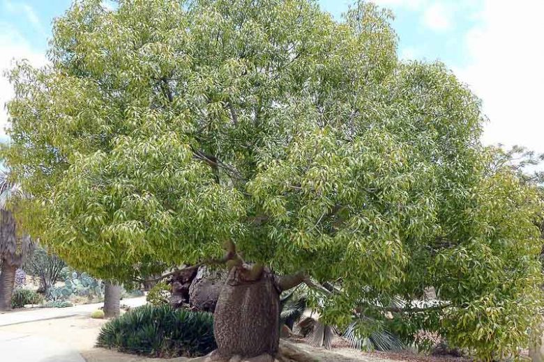 Brachychiton rupestris (Kurrajong, Narrowleaf Bottle Tree, Queensland  Bottle Tree)