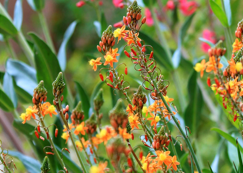 bulbine frutescens