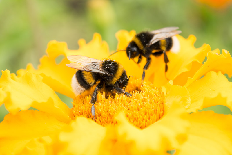 Bee Spotlight: The Bumblebee · ExtermPRO