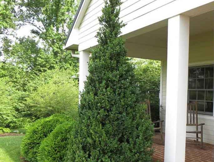 Buxus sempervirens 'Dee Runk' (Boxwood)