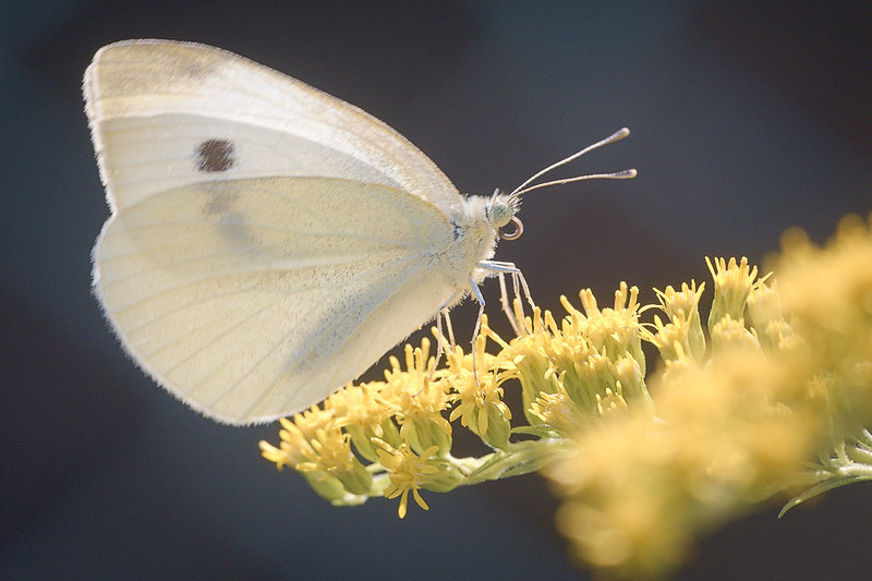 Dying cabbage white butterfly caterpillar treated with Bacillus