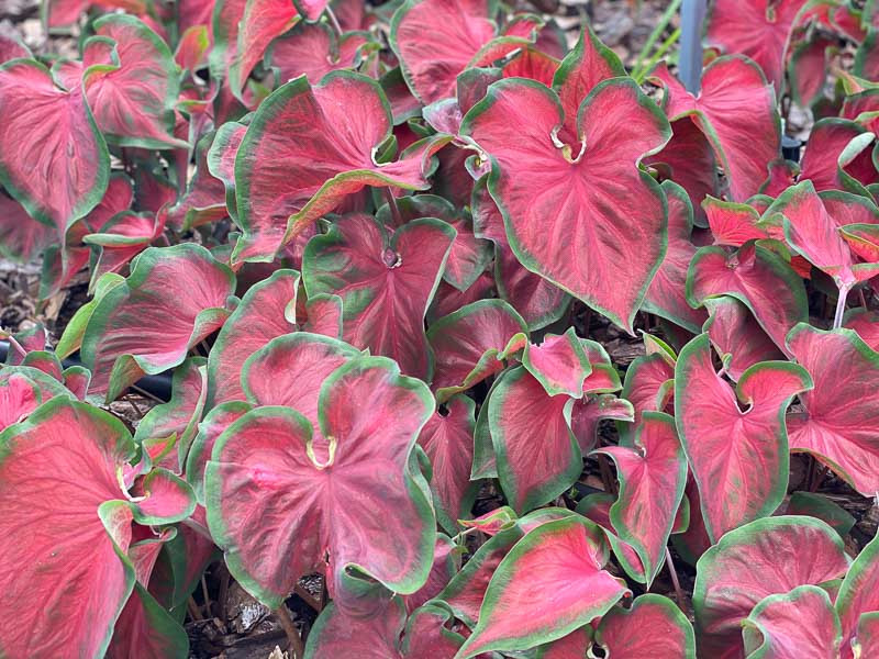 Caladium Heart to Heart® 'Hot 2 Trot' (Angel Wings)