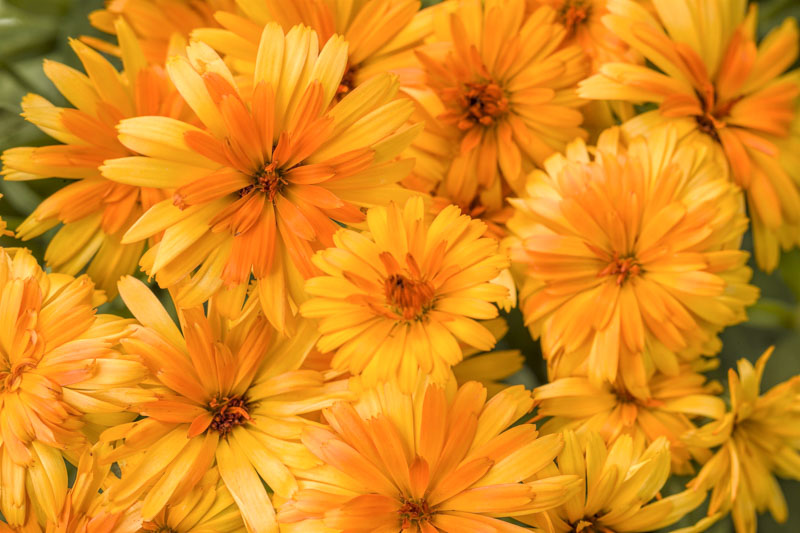 PROVEN WINNERS 4.25 in. Grande Orange Flowers Lady Godiva Orange English  Marigold Calendula Live Plants (8-Pack) CLNPRW1017528 - The Home Depot