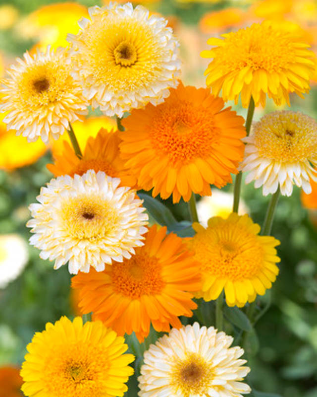 How to Plant, Grow, and Care for Calendula