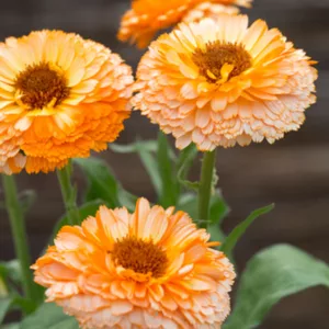 The Ultimate Guide to Growing and Caring for Calendula Flowers — Kadiyam  Nursery
