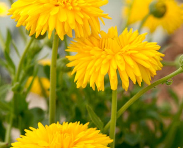 https://www.gardenia.net/wp-content/uploads/2023/05/calendula-officinalis-yellow-porcupine-640x520.webp