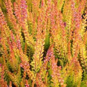 Flowering Common Heath - Ling (Calluna Vulgaris) and Pink Bell