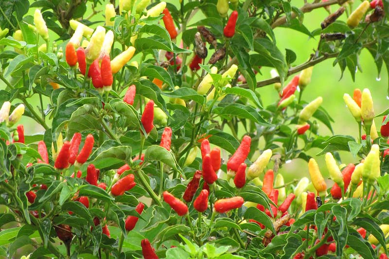 Matay Pepper, Capsicum annuum