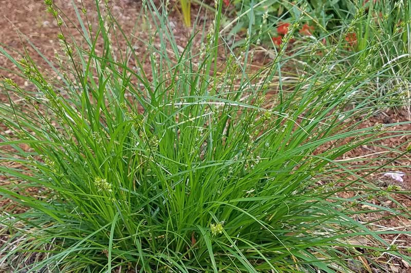 Carex tumulicola (Foothill Sedge)