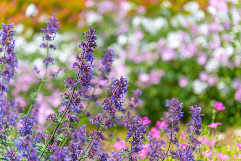 How to Grow and Care for Mint in the Home Garden