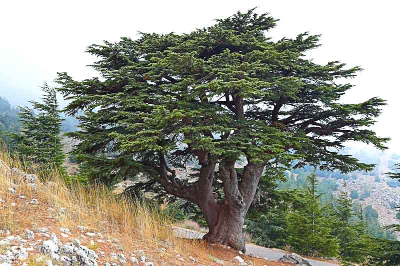 lebanon tree