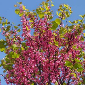 Cercis canadensis ‘Pink Pom Poms' Redbud Tree