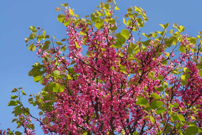 Cercis Canadensis The Rising Sun.webp