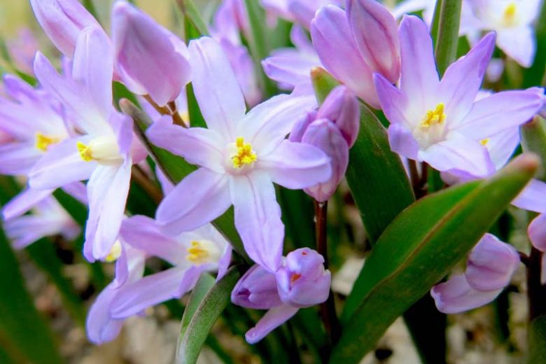 Violet Flower Accord – Rising Sun Botanicals