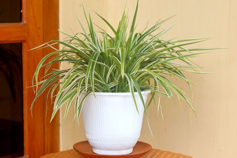 How To Care for a Spider Plant