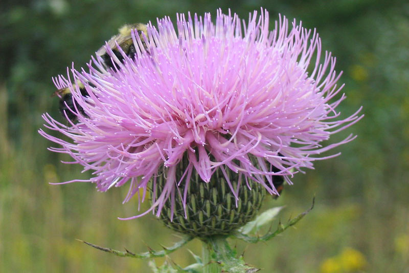 tall thistle plant