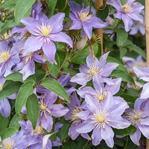 Clematis 'justa' (viticella Group)