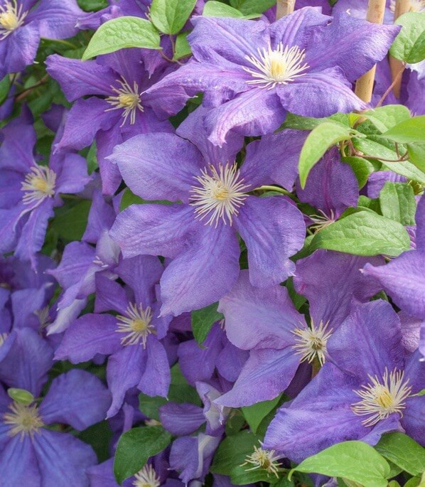 Clematis 'luther Burbank' (late Large-flowered Clematis)