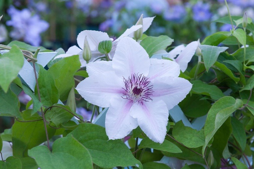 Clematis 'The Countess of Wessex' (Early Large-Flowered Clematis)