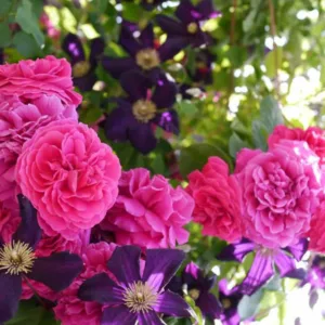  Heirloom Roses Rose Plant - Twilight Zone Purple Rose Bush,  Grandiflora Roses Live Plant for Planting Outdoors : Patio, Lawn & Garden