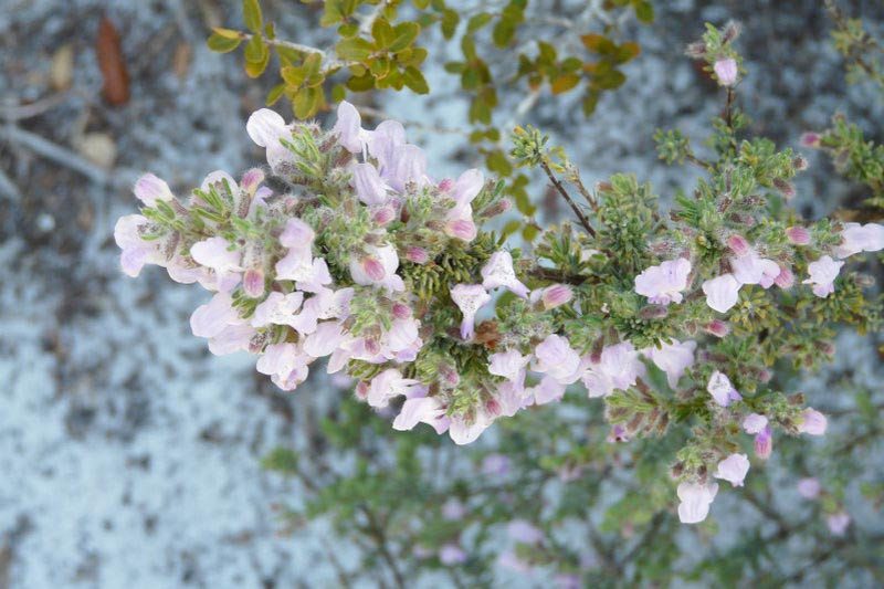 Wild Rosemary(scrub mint) – Conradina canescens (1 gal.) – Little