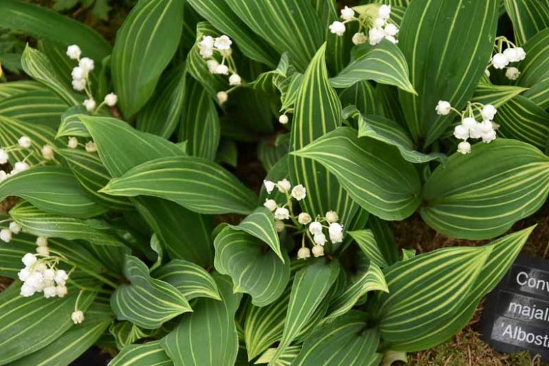 Native Plant Alternatives to Convallaria majalis (Lily of the Valley)