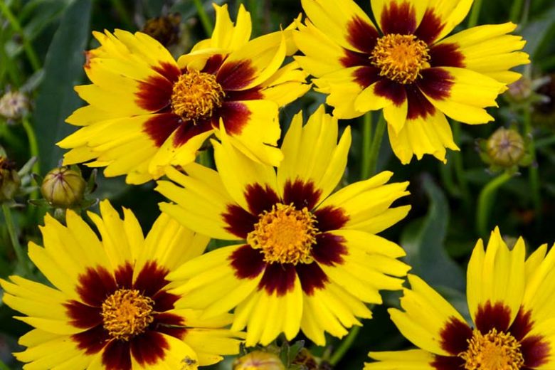 Coreopsis grandiflora 'SunKiss' (Tickseed)