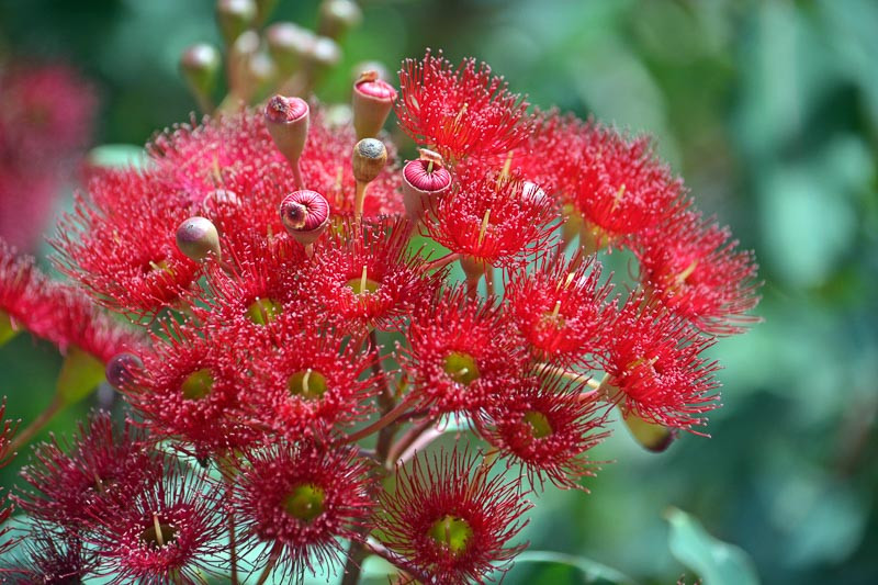 Red Flowering Gum Eucalyptus Seeds (Corymbia ficifolia) Packet of 5 Seeds