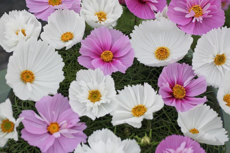 Cosmos bipinnatus 'Cupcakes Mixed'