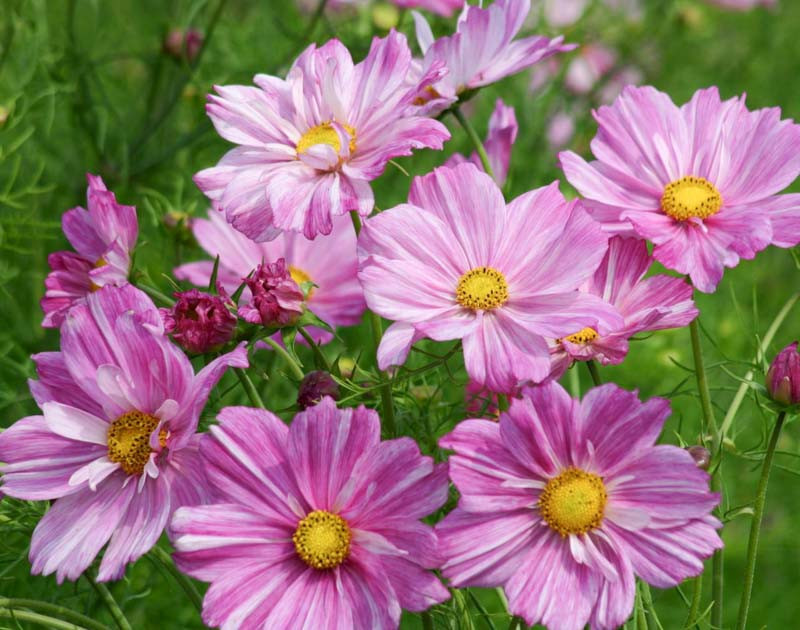 Cosmos bipinnatus 'Rosetta'