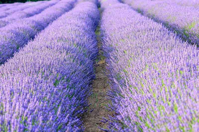 How To Create A Lavender Garden: Planting A Garden Of Lavender Flowers