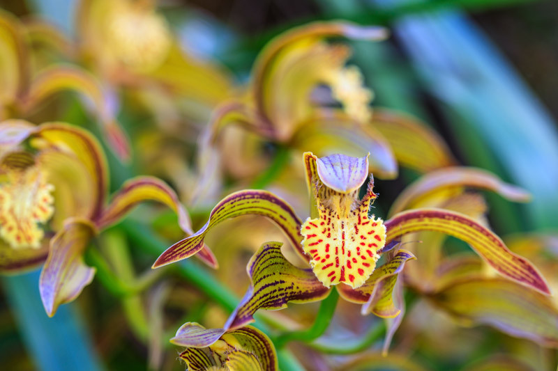 Cymbidium tracyanum store