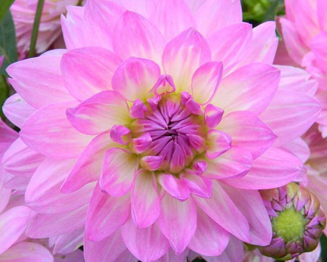 Dahlia 'Bitsy'