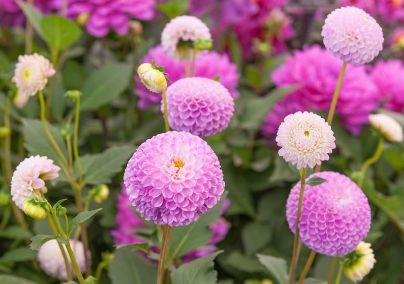 Dahlia 'Franz Kafka'