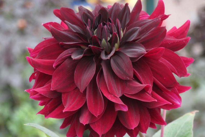 Dahlia 'Rip City'