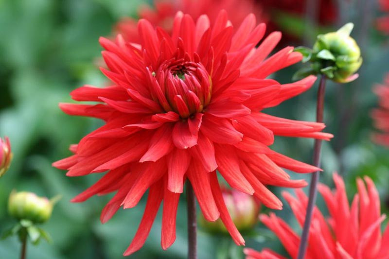 Dahlia 'Karma Red Corona'